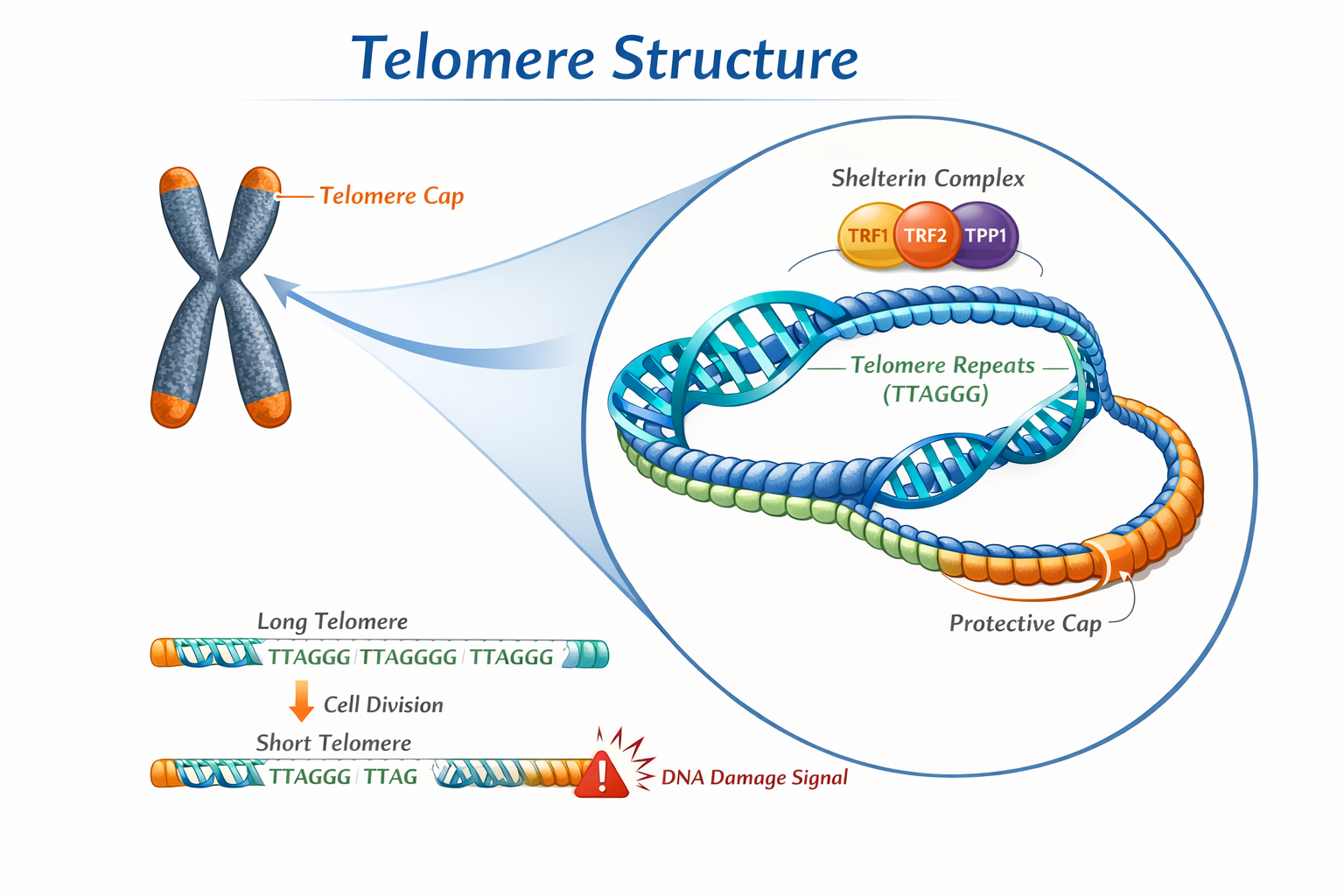 Telomere Structure