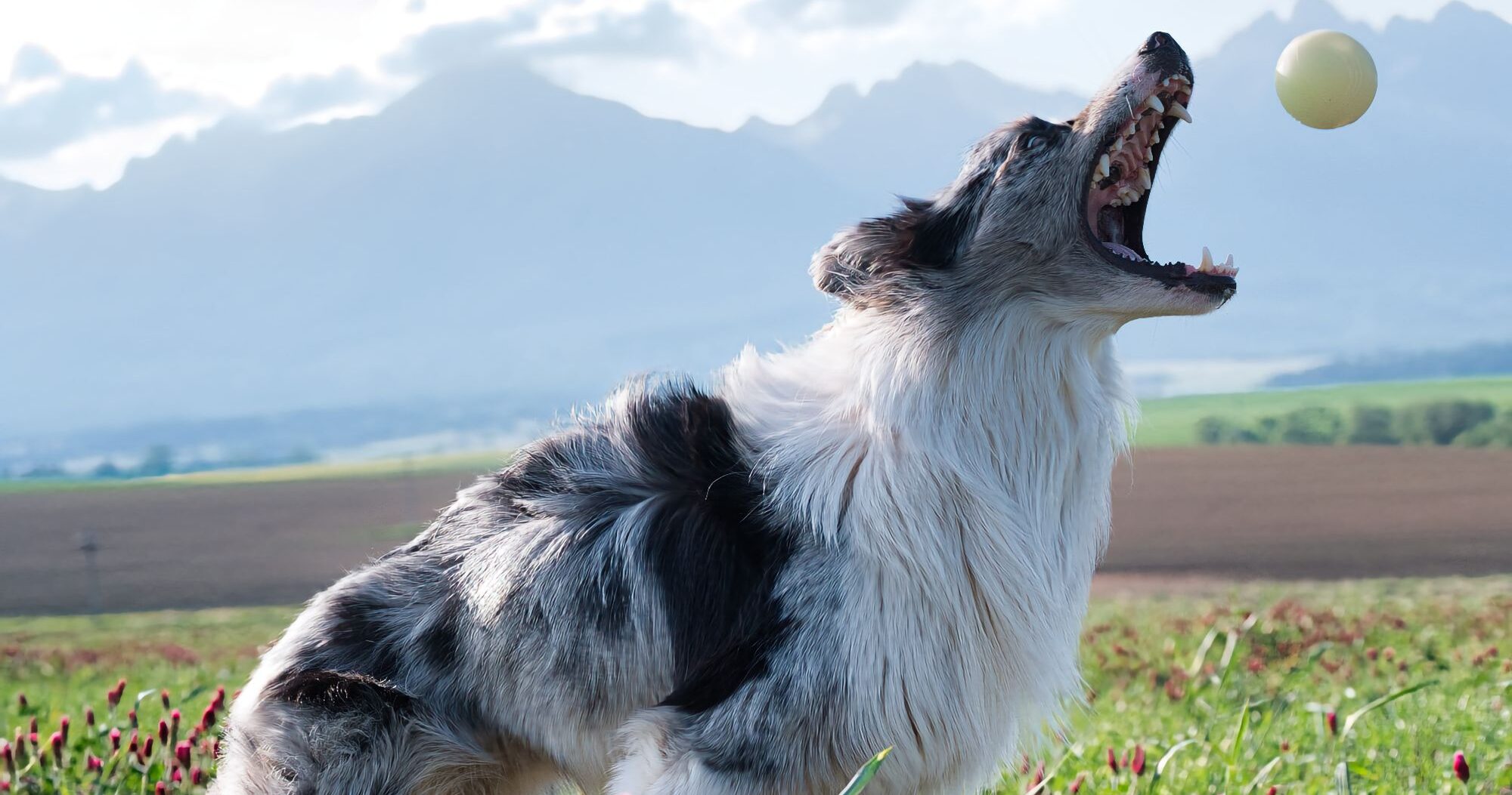 Border collie representing the CGI science framework