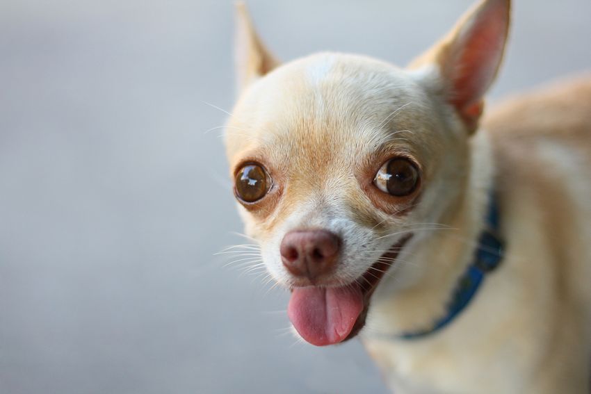 Senior Chiwawa